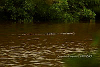 HJ6- 0452- Cocodrilo (Crocodylus acutus) en Laguna Barra de Pío.jpg