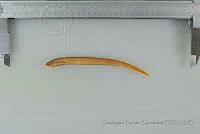 SGQ2692 Tetrapleurodon geminis.jpg