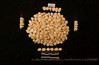 JMHCyJDDLC1610 Zea mays ssp. mays.JPG