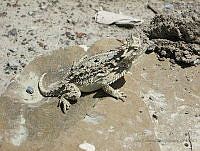 JEPS04 Phrynosoma cornutum.jpg
