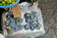 EL0004 Lactarius indigo.jpg