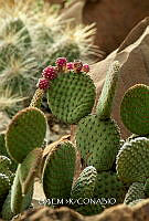 3R 01278 Opuntia microdasys.jpg