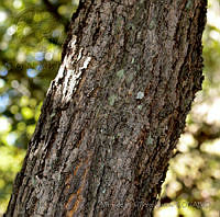 MDLLPG0129 Quercus magnoliifolia.jpg