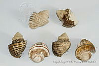 MASM05223 Opeatostoma pseudodon.jpg