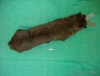 NGR0046 Lynx rufus.jpg