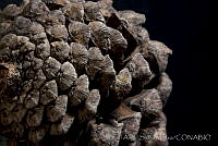 MASM03353 Pinus montezumae.jpg