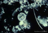 PM0012 Coscinodiscus sp..jpg