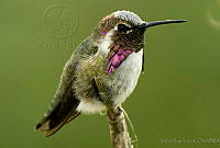 VHL0323 Calypte costae.jpg