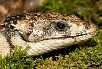 ECA0137 Abronia lythrochila.jpg