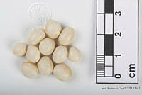 IMDOC2547 Phaseolus lunatus.jpg