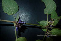 Yolox 3282 Salvia polystachya Cav..jpg