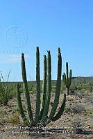 LI005 0006 Stenocereus thurberi, Larrea divaricata, Pachycereus pringlei (atrás).jpg