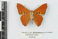 JF018 0719 Emesis zela zela.jpg