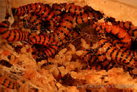 OIEA0027 Cactoblastis cactorum.jpg