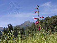 MASM08214 Tracheophyta.jpg