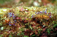 ISA115 Flabellina marcusorum.jpg