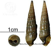 KT014 0860 Terebra brandi.JPG