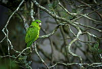 MASM08131 Psittacidae.jpg