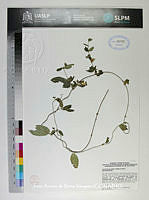JAdNV0541 Gaudichaudia albida.JPG
