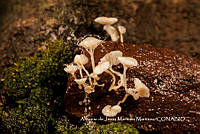 MN6PyH0065 Mycena fumosa.jpg