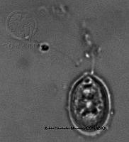 NE002 0027 Chlamydomonas pertusa_100X_1.jpg
