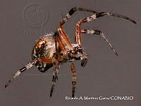 RAMGF 0018 Neoscona sp..jpg