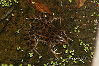 JCC0343 Lithobates neovolcanicus.JPG