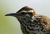 CNS0177 Campylorhynchus brunneicapillus ssp. affinis.jpg