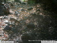 MAGB 0133 Leopardus pardalis.JPG