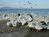 ANC02 Pelecanus erythrorhynchos.jpg
