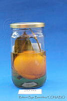 RBB0116 Citrus X auriantum.tif