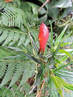 JF092 1375 Columnea crassifolia.jpg