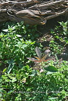 SG019 0429 Amaranthus hybridus.jpg