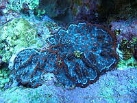 VDLCF1233 Mycetophyllia ferox.jpg