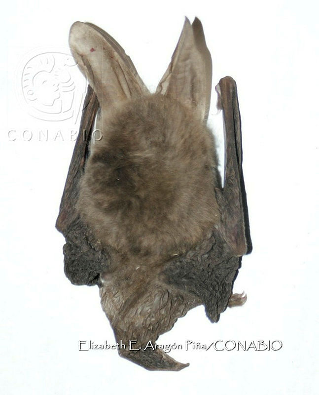 IE003%200075%20Corynorhinus%20townsendii.jpg.kCf11L76MR27ibFjQA3g0JtbmFja29CbnFuZ3NAbXJ6LGtwZwA.G1QmoWA4ty