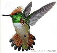 MAPM0141 Lophornis brachylophus.jpg