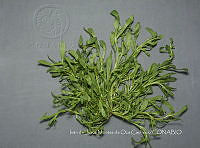 IMDOC4467 Calandrinia micrantha.jpg