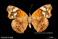 ME006 Entomo SCLC 0038 Anthanassa otanes cyno.jpg
