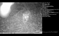 FJBL0122 Panthera onca.jpg