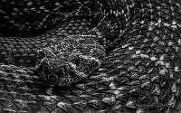 OON02 Crotalus sp..jpg