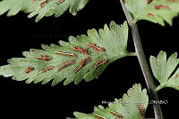 Zongo 3163 Asplenium laetum Sw..jpg