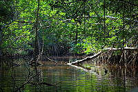 FBA0543 Rhizophora mangle.jpg