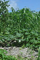 SG019 0230 Zea mays.jpg