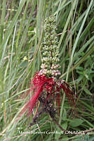 proy JF091 0074 Calliandra grandiflora.JPG