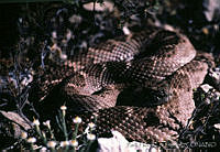 RHLS0008 Crotalus basiliscus.jpg