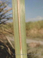 PDA0031 Saccharum officinarum.JPG