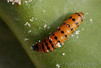 OIEA0014 Cactoblastis cactorum.jpg