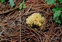 IMDOC Hong 0160 Ramaria stricta.jpg