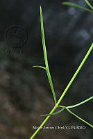 Zautla 0775 Cosmos bipinnatus.jpg