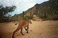 UNAMHBRM-12 Lynx rufus.jpg